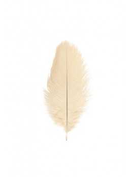 5 Plumes autruche ivoire 20-25cm