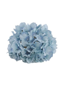 Hortensia bleu 20cm